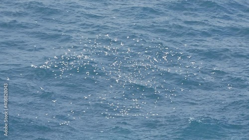 Feeding seagulls over the ocean