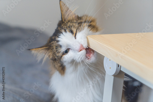 A cat that wants to chew a desk