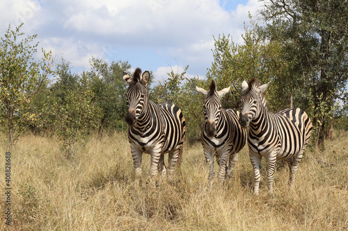 Steppenzebra   Burchell s zebra   Equus burchellii