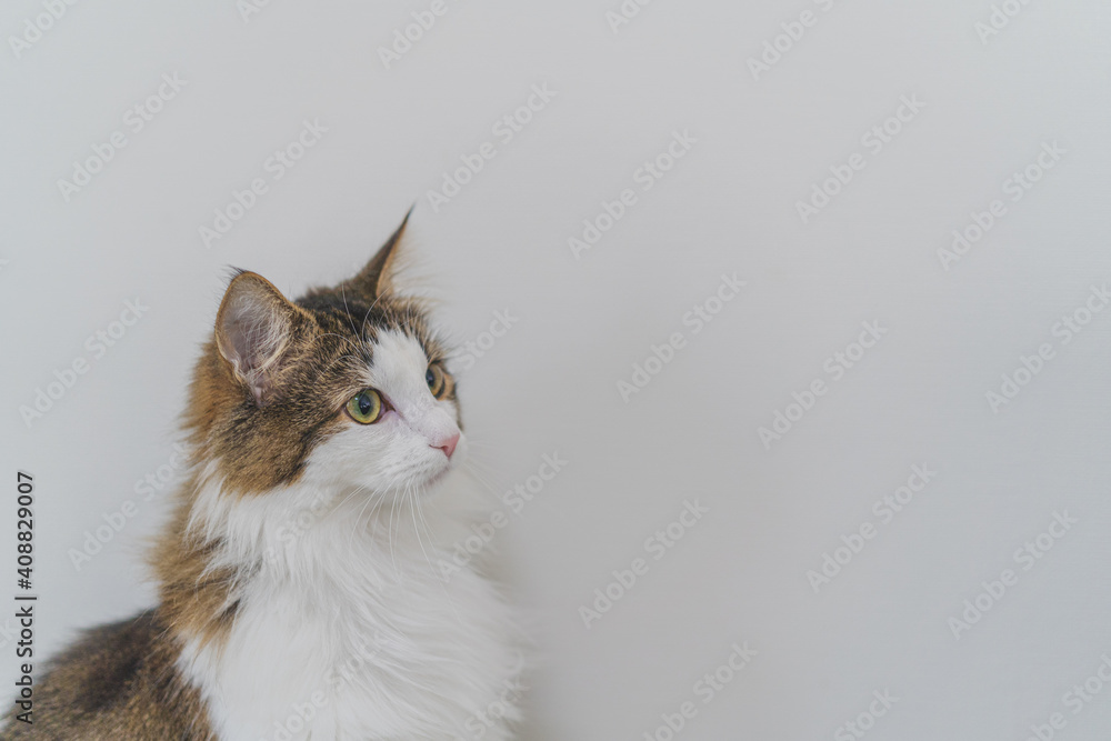 Obraz premium Cat stares