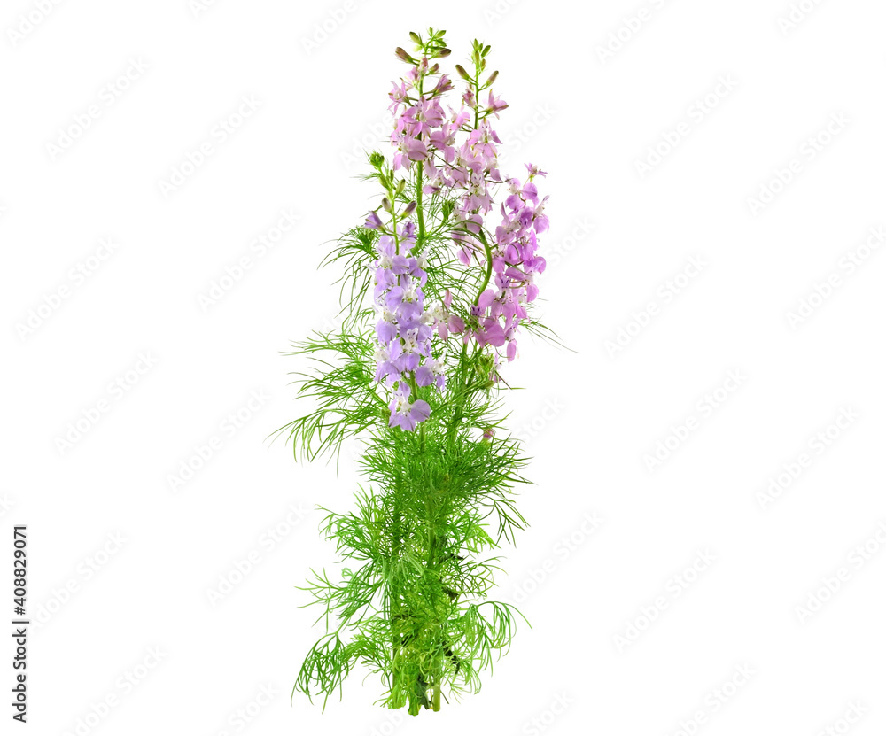 Consolida Regalis Medicinal Flower Plant. Also known as Forking Larkspur, Rocket-Larkspur, and Field Larkspur. No Shadow. Isolated on White Background.