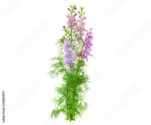 Consolida Regalis Medicinal Flower Plant. Also known as Forking Larkspur  Rocket-Larkspur  and Field Larkspur. No Shadow. Isolated on White Background.