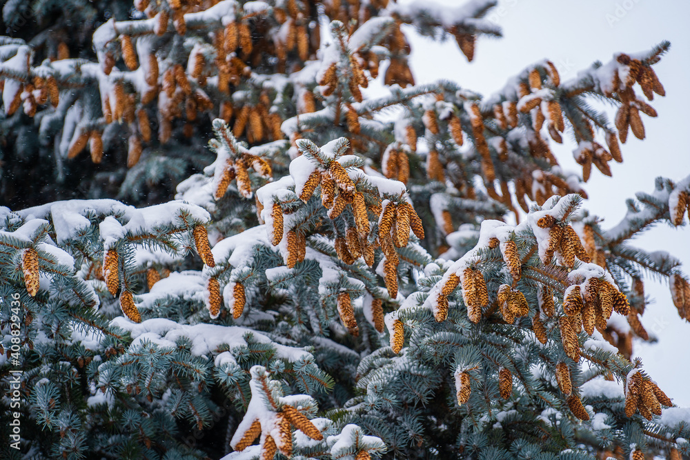 The cones on the pine tree crown. Pine cocoon in winter
