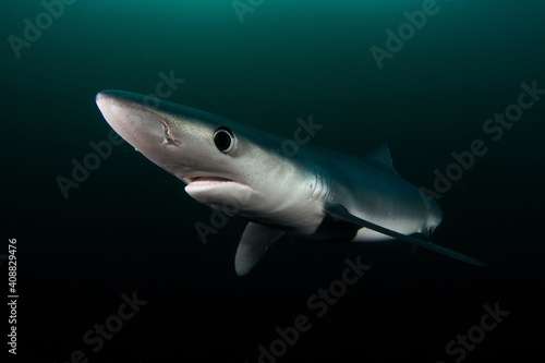 Blue Shark on Cape Point South Africa