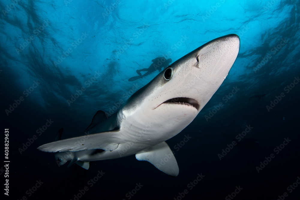 Obraz premium Blue Shark on Cape Point South Africa