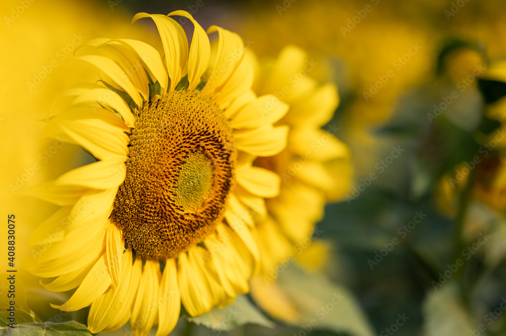 Sunflower in field with blurred yellow petal in foreground (Close up) Sunflower in field with blurred yellow petal in foreground (Close up)