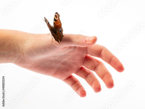 European peacock, peacock butterfly ,Inachis io on a girl hand