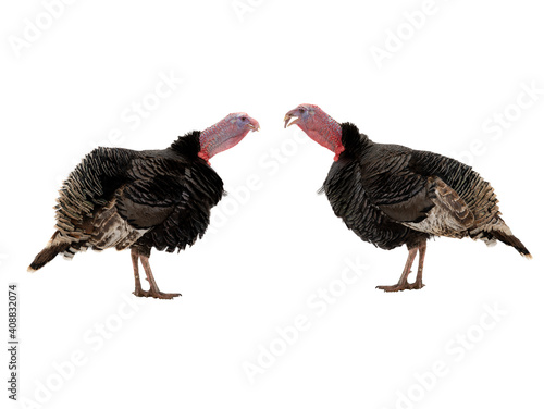 two turkey on a white background