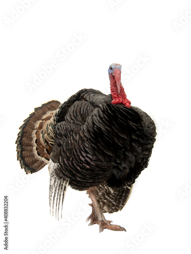 turkey with loose tail isolated on white background
