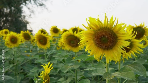 sunflower moving by wind