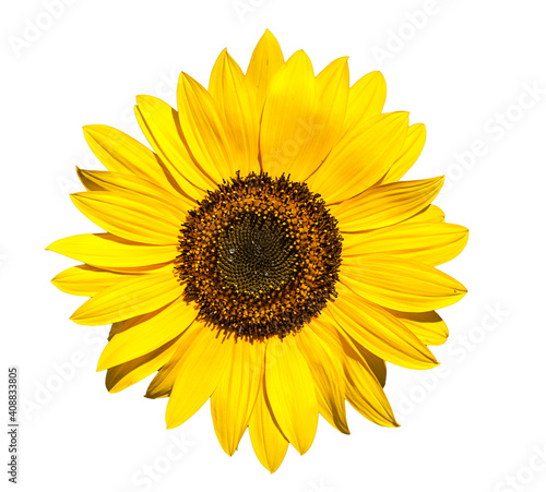 Sunflower flower isolated on a white background. View from another angle in the portfolio.