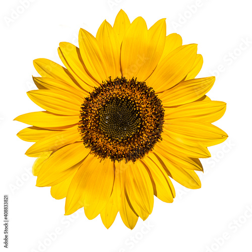 Sunflower flower isolated on a white background. View from another angle in the portfolio.