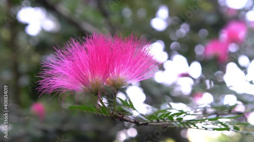 pink Monkey pod tree flower with bokeh background