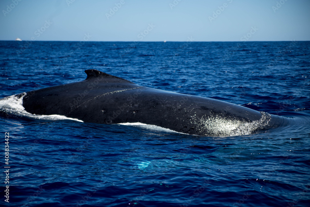 Baleine à bosse, La Réunion