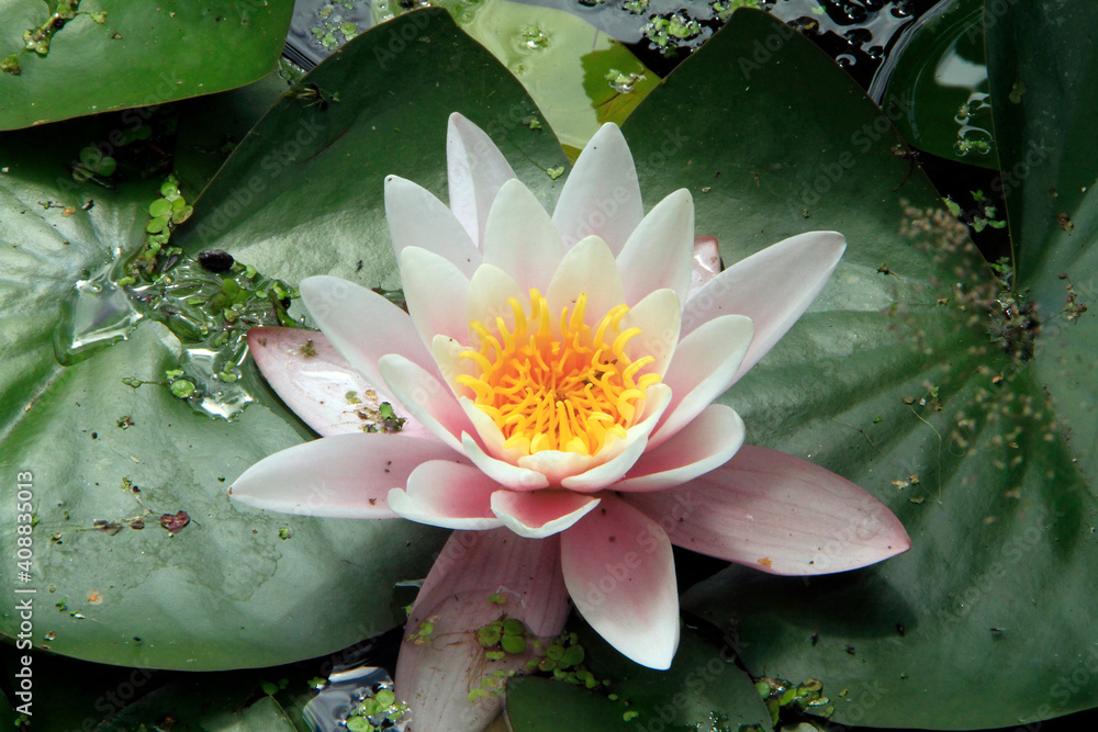 Bluehende Seerosen auf einem Teich. Friedrichroda, Thueringen