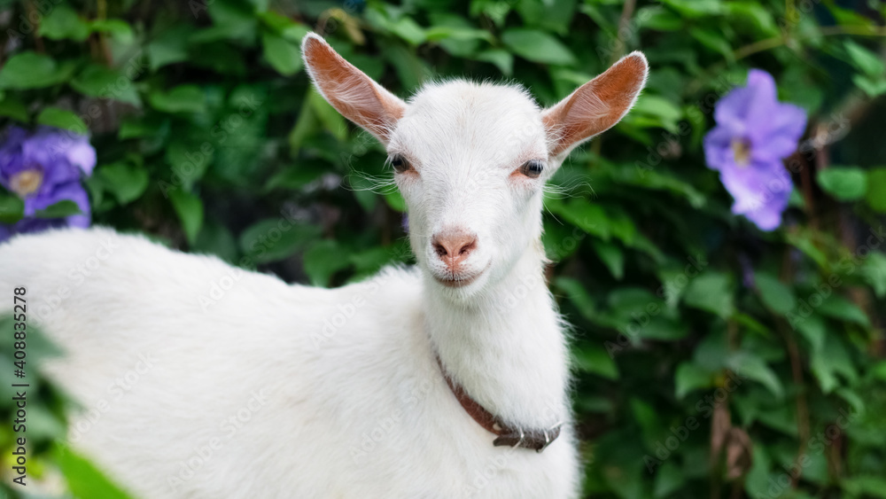 White young goat among the greenery and flowers White young goat among the greenery and flowers