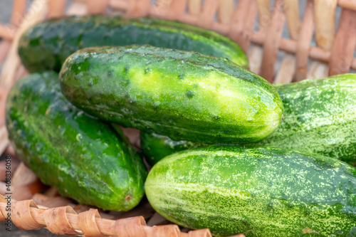 Green ripe cucumbers in a wicker basket close up