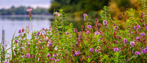 Bright wildflowers near the river in summer, panorama