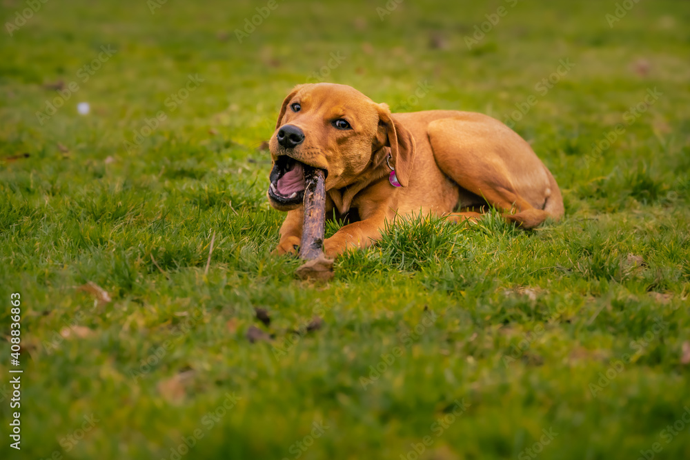 2021-01-26 SMALL BROWN PUPPY CHEWING A STICK ON GRASS WITH A BLURRY FOREGROUND AND BACKGROUND 2021-01-26 SMALL BROWN PUPPY CHEWING A STICK ON GRASS WITH A BLURRY FOREGROUND AND BACKGROUND