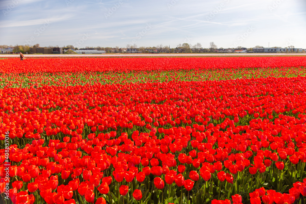  blooming fields of red tulips in Europe.