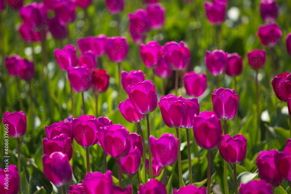  fields of purple tulips bloom in Europe.
