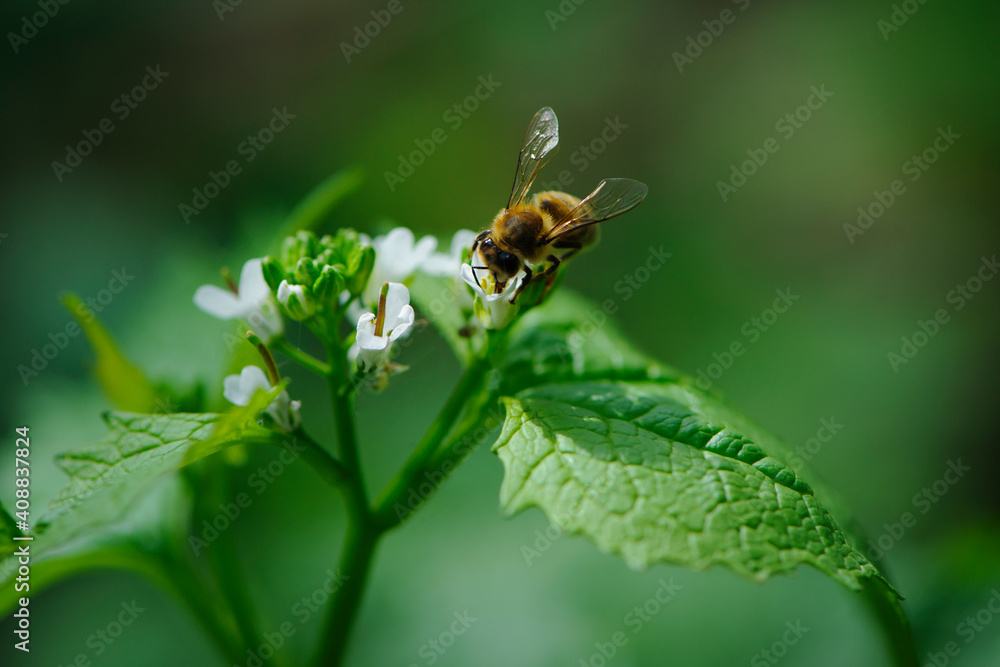 honey bee, spring background. a bee drinks nectar from a flower. green leaves and small white forest flowers. bee on flowers, natural blurred green background. bee close up honey bee, spring background. a bee drinks nectar from a flower. green leaves and small white forest flowers. bee on flowers, natural blurred green background. bee close up