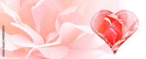 Rosen Hintergrund als Banner