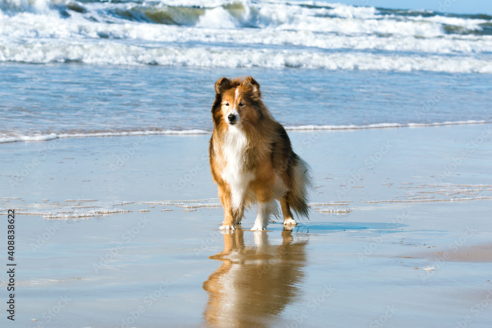 Stunning smart nice fluffy sable white shetland sheepdog, sheltie standing sitting outside a sunny day. Small lassie, little collie dog smiling outdoors on a beach with blue heaven sky background