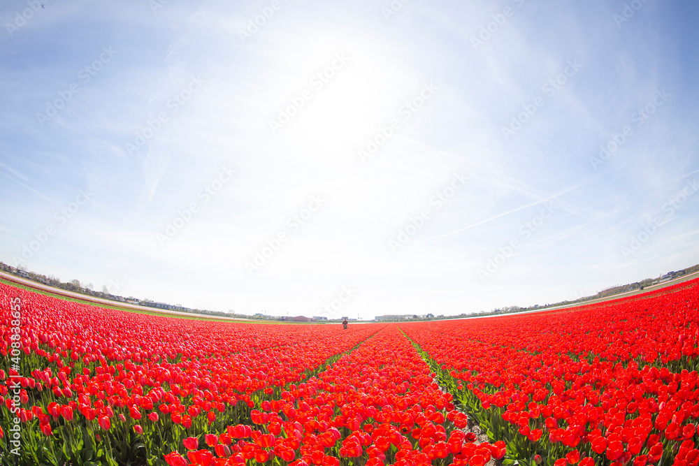  blooming fields of red tulips in Europe.