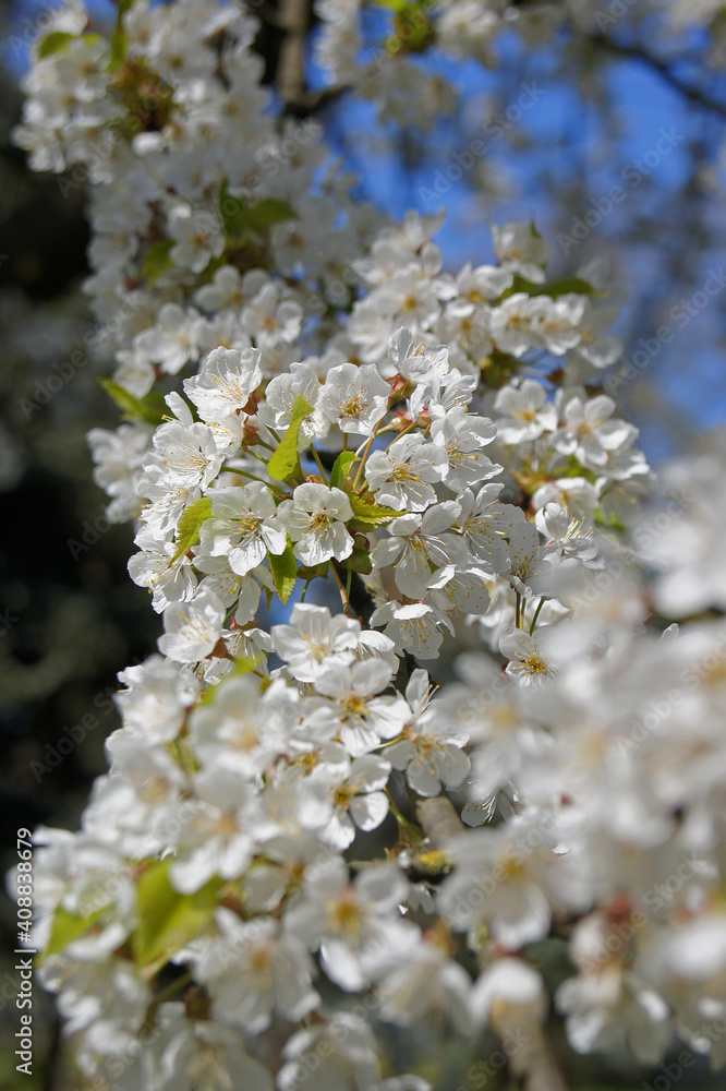 White blooming plum tree. Twigs packed with white flowers, exposed to bright spring sunshine. Bokeh and blue sky in background.