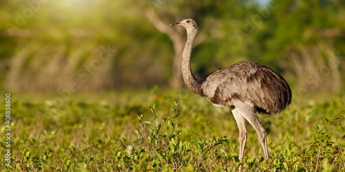 Greater rhea, rhea americana, standing in summer nature illuminated by evening sun with copy space. Animal wildlife in Pantanal, Brazil from side view. Wild bird with strong legs and gray feathers.