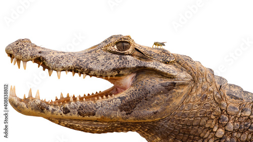 Close-up of yacare caiman, caiman yacare, with open mouth and visible teeth isolated on white background, Pantanal, Brasil. Aggressive wild animal with fly sitting on its head cut out on blank.