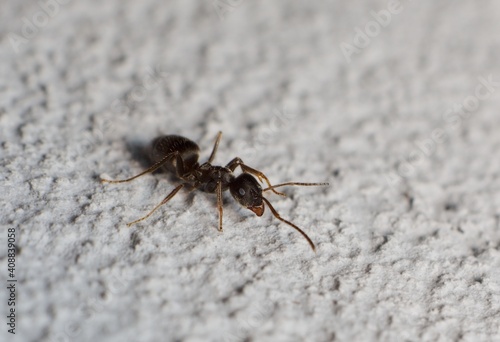Black garden ant Lasius niger © Tomas