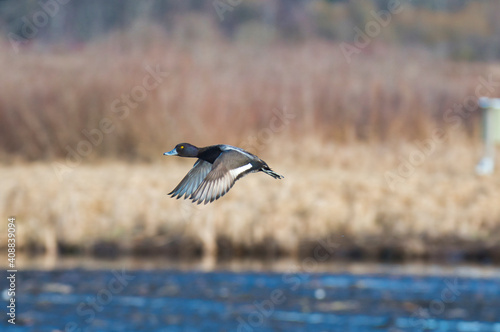 A male greater scaup flying in the air.   Burnaby BC Canada  © haseg77