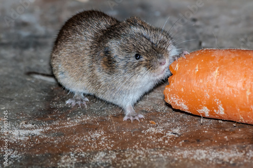 Tundra Vole (Microtus oeconomus) in Barents Sea coastal area, Russia photo