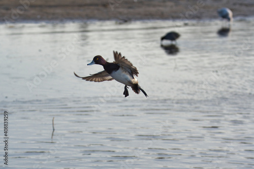A male greater scaup making a landing. Burnaby BC Canada 