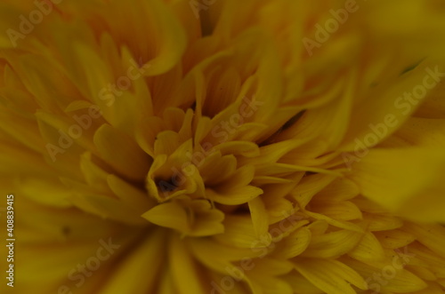 decorative sunflower flower in the garden, decorative sunflower close up © maria