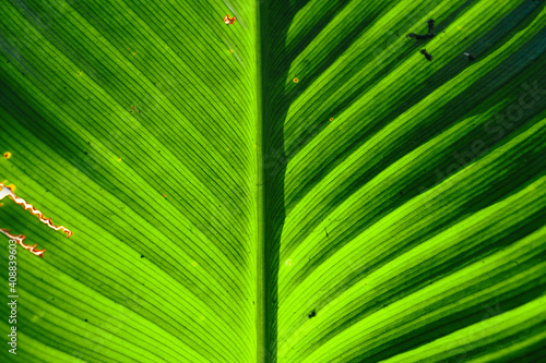 Close Up Of  Dark green leaves