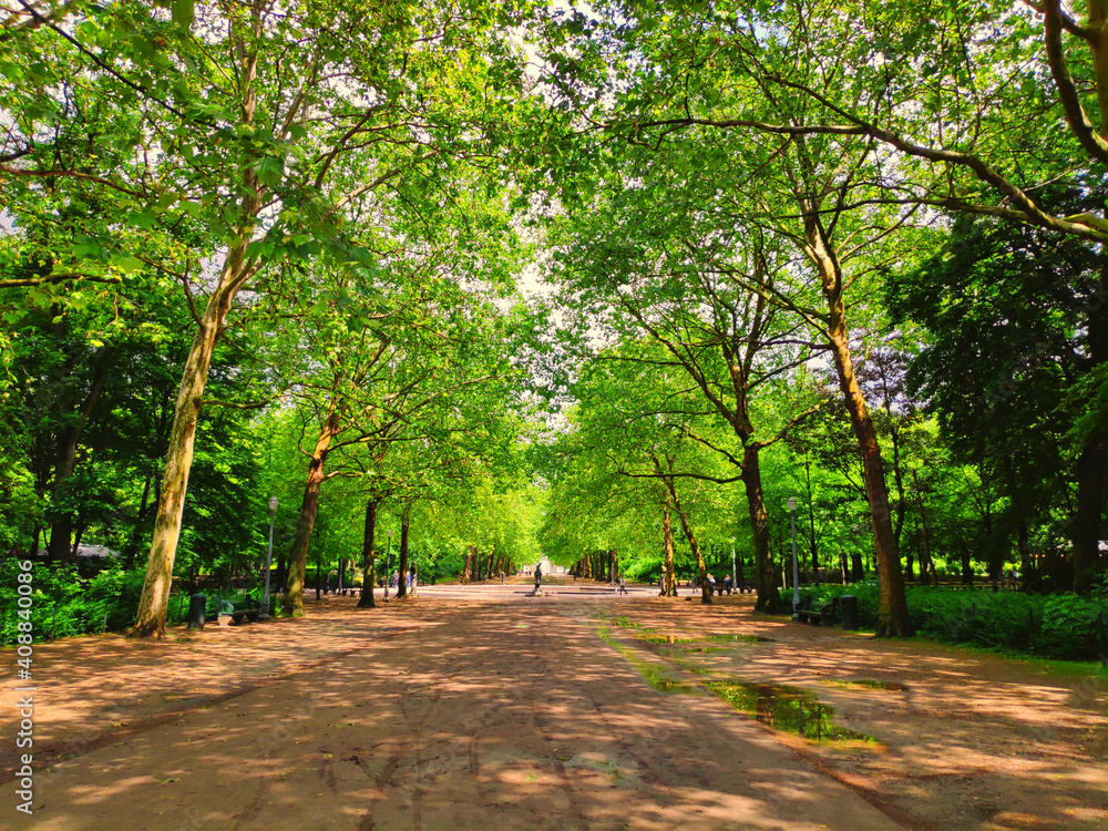trees in the park trees in the park