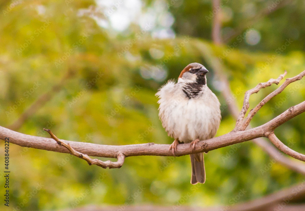 Naklejka premium Little bird hanging on a branch