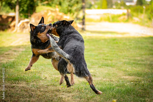 Australian Cattle Dog - Playing dogs - Blue Heeler - Best Friend