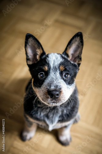 Australian Cattle Dog - Blue Heeler - Treiber - fantastischer Hund - 
