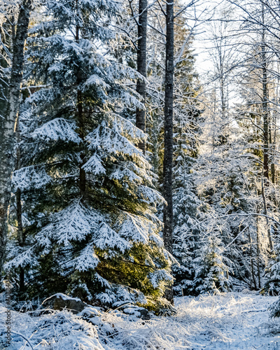 Snow clad fir tree in the forest