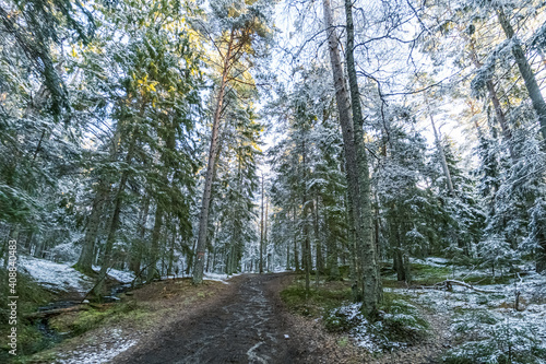 View of a path in a forest in winter