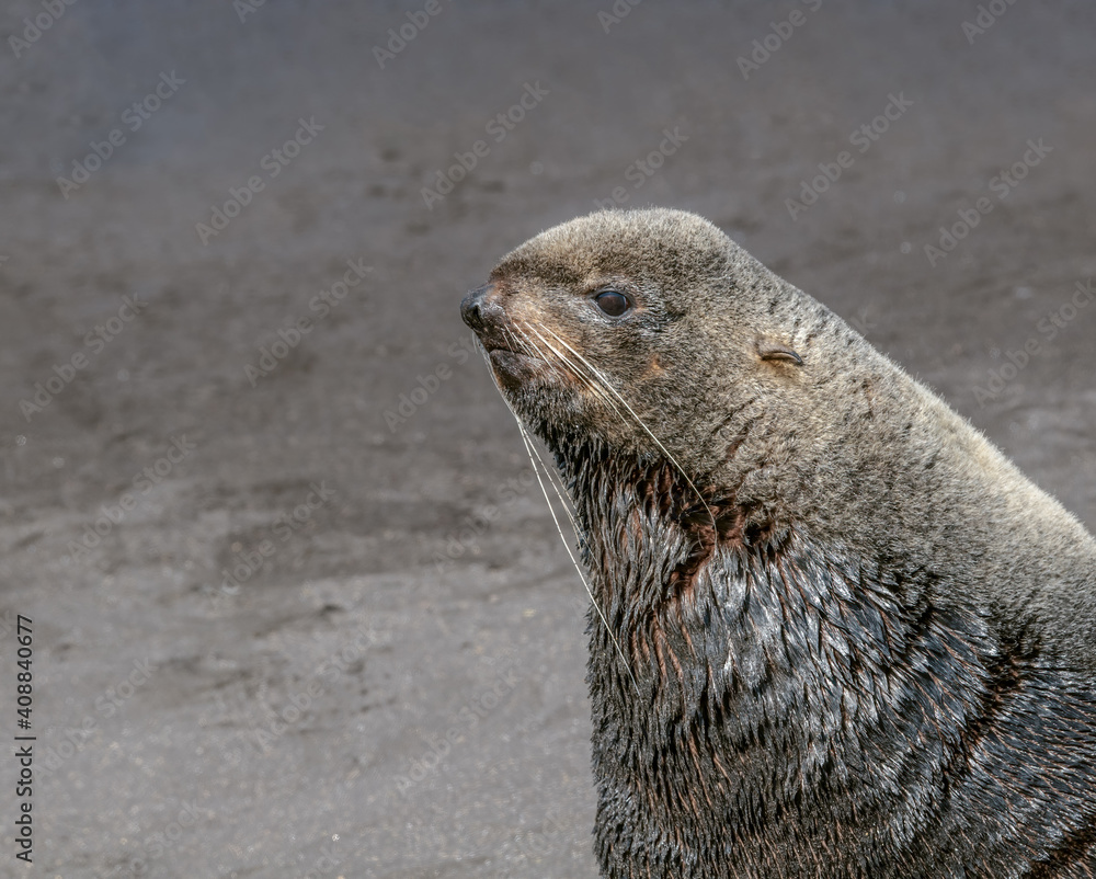Fototapeta premium Northern Fur Seal (Callorhinus ursinus) at hauling-out in St. George Island, Pribilof Islands, Alaska, USA