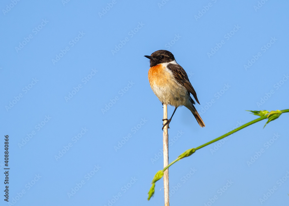 Fototapeta premium European stonechat, Saxicola rubicola. A male bird sits on a cane stalk against the background of the sky