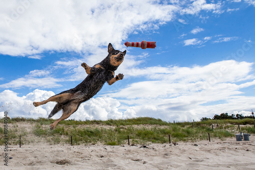 Australian Cattle Dog - h  bscher Hund - Strand - Sonne Sand 