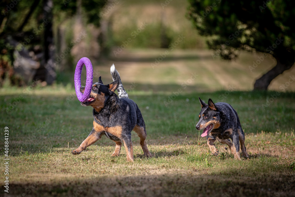Australian Cattle Dog - Playing dogs - Blue Heeler - Best Friend Australian Cattle Dog - Playing dogs - Blue Heeler - Best Friend