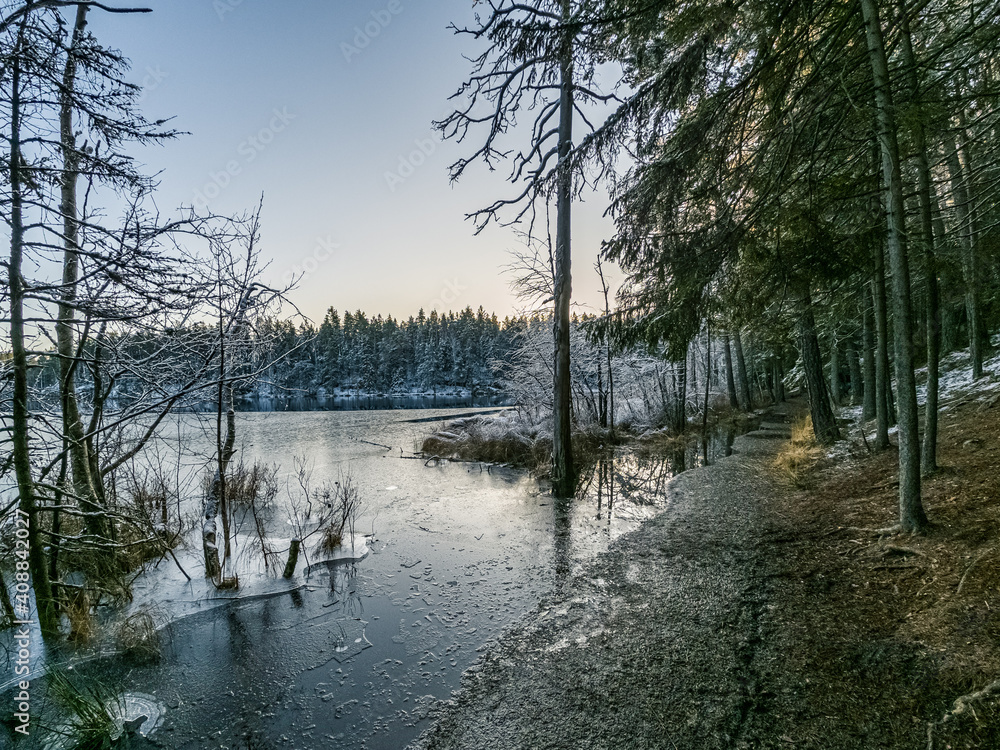 Snow covered trees by the flooded lake shore Snow covered trees by the flooded lake shore