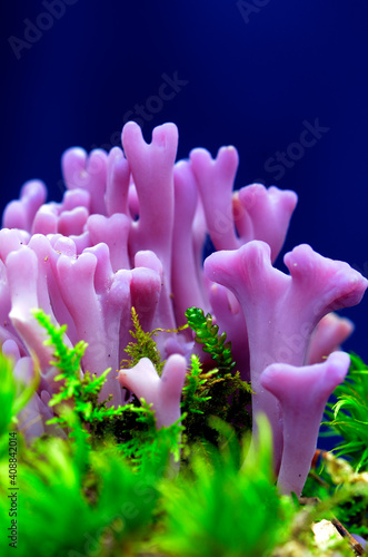 Clavaria zollingeri, a beautiful mushroom that grows in forests photo